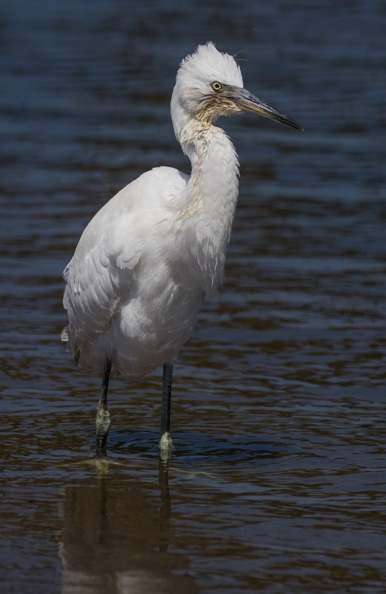 Snowy Egret - ML623220354