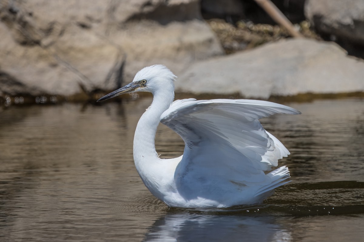 Snowy Egret - ML623220355