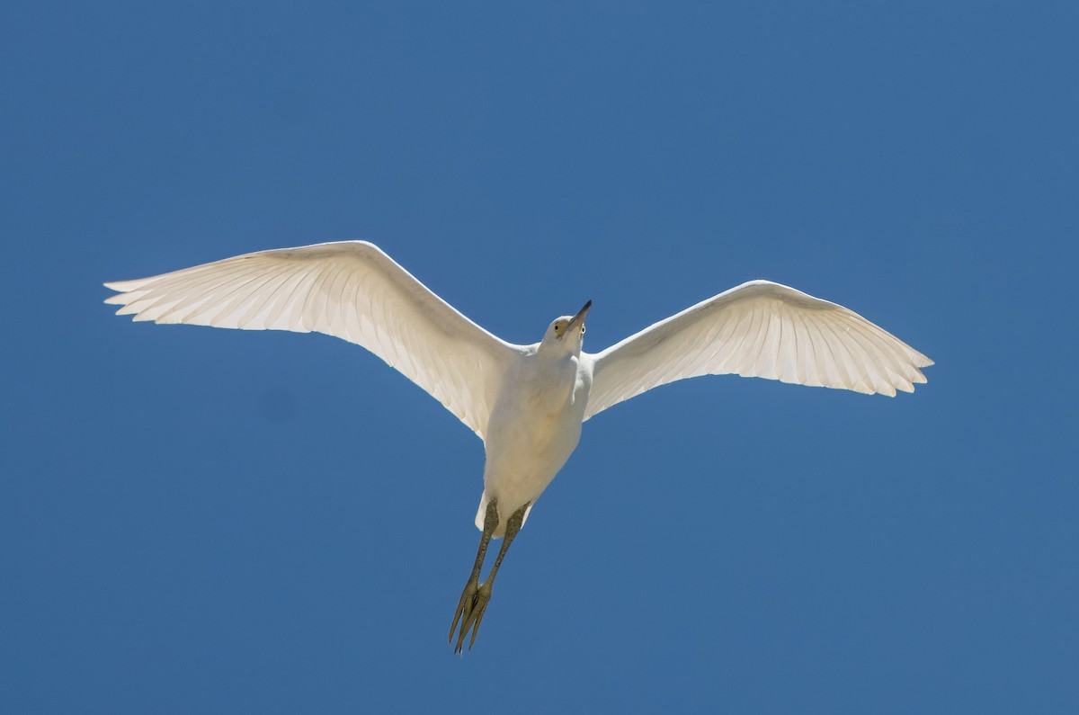 Snowy Egret - ML623220357