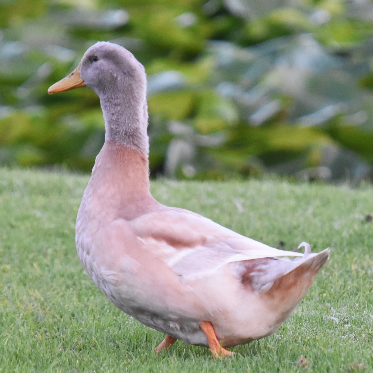 Fehlfarben-Stockente/Hausente - ML623220359