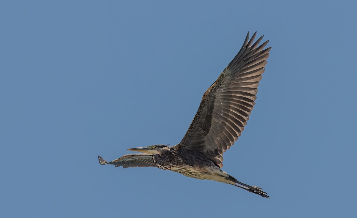 Great Blue Heron - ML623220367