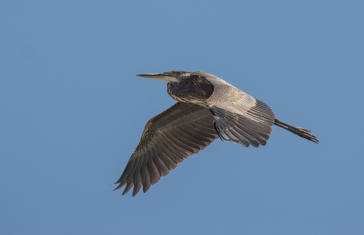 Great Blue Heron - ML623220368