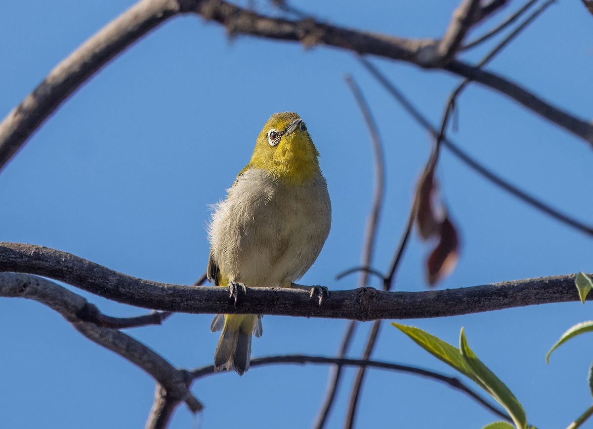 Swinhoe's White-eye - ML623220376