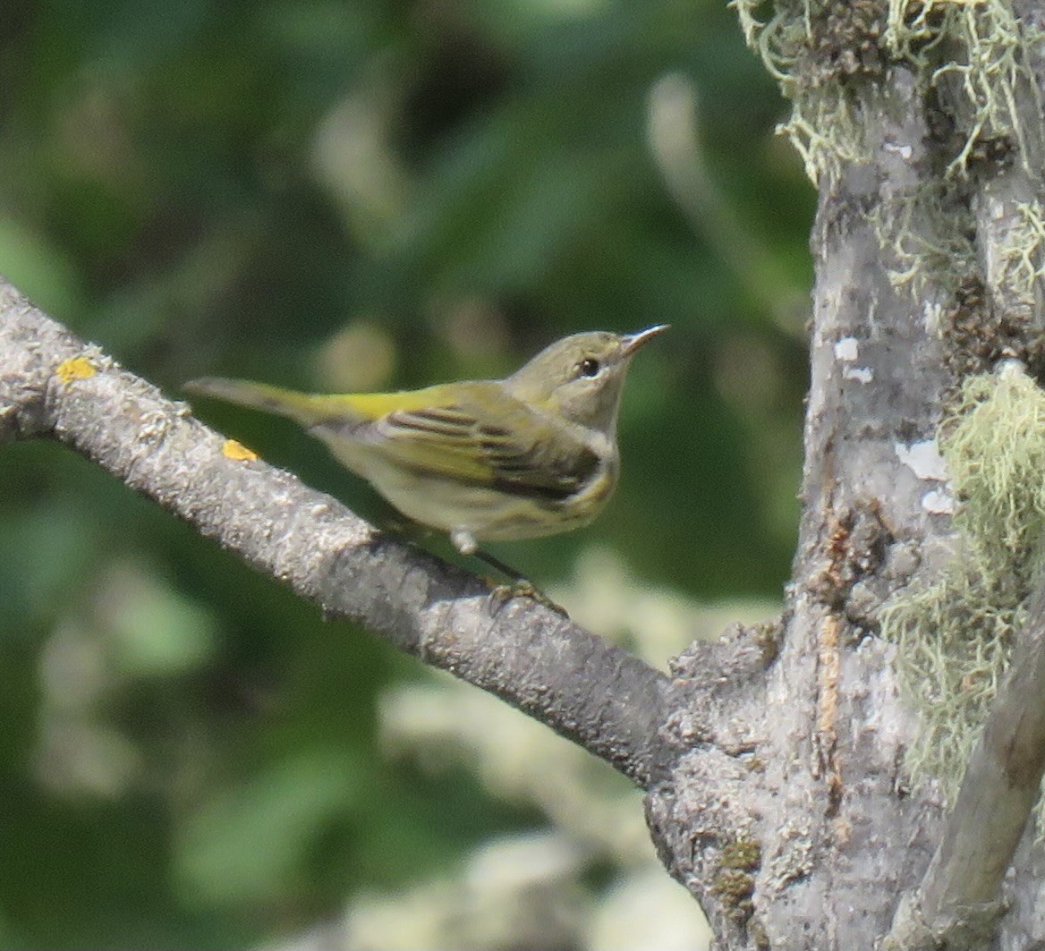 Cape May Warbler - ML623220394