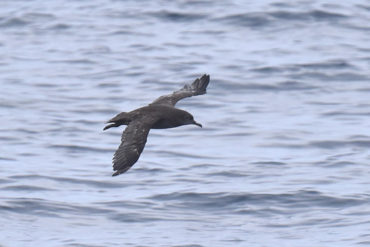 Sooty Shearwater - ML623220422