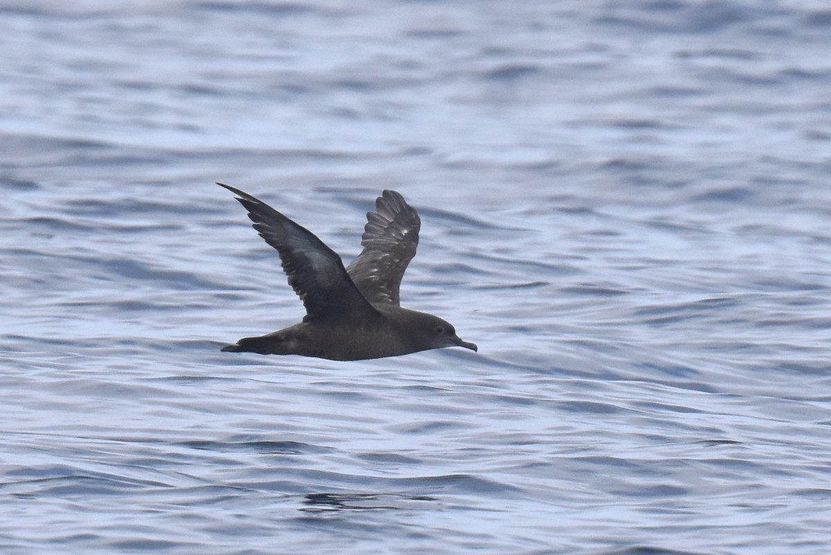 Sooty Shearwater - ML623220423