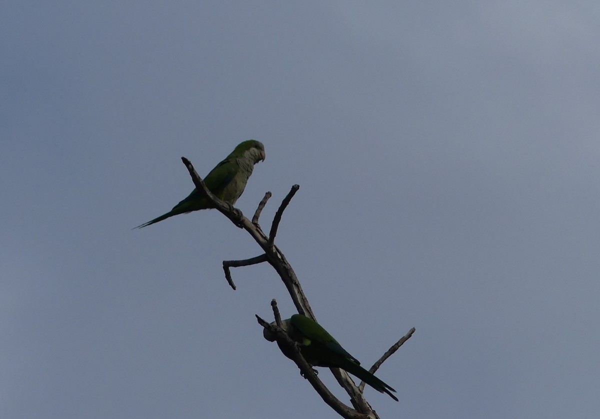 Monk Parakeet - ML623220424