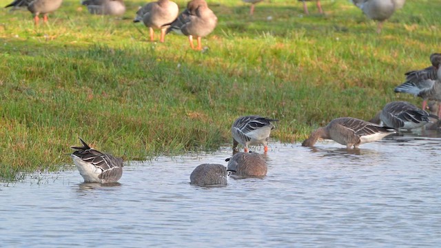 Tundra Bean-Goose - ML623220428