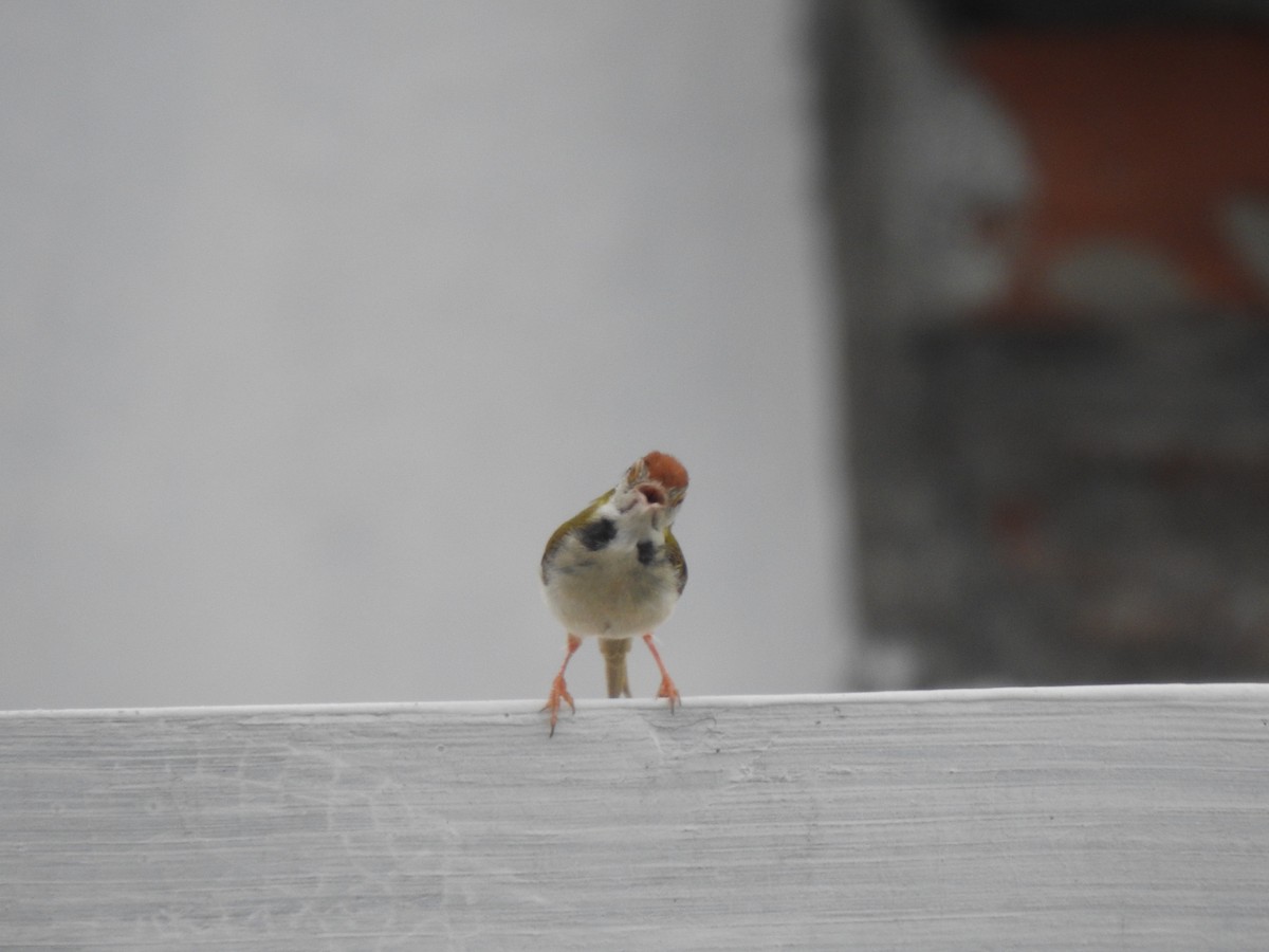 Common Tailorbird - ML623220442