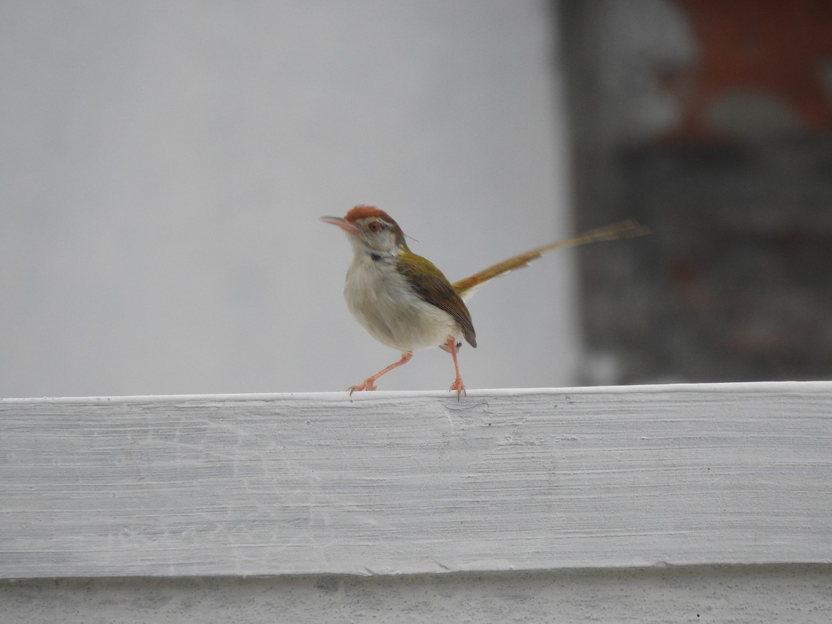 Common Tailorbird - ML623220443