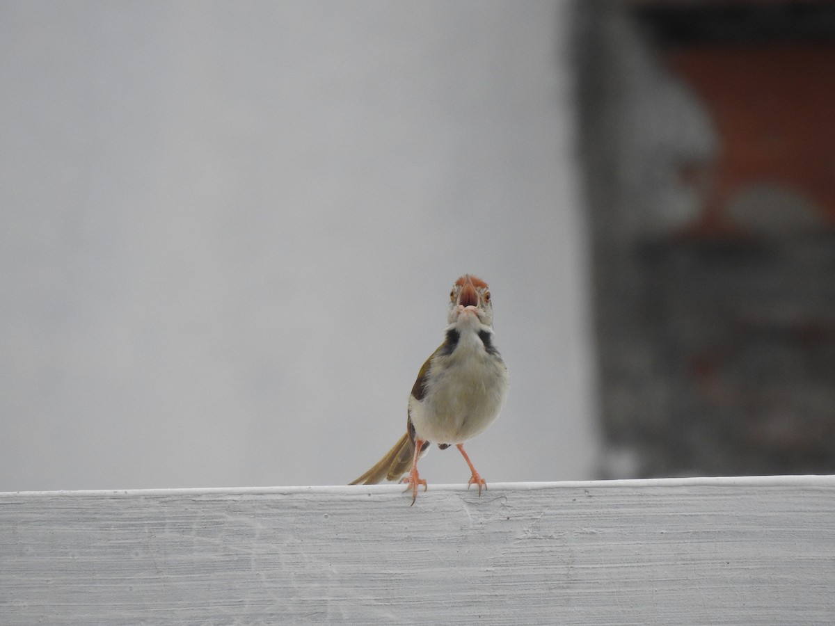 Common Tailorbird - ML623220444