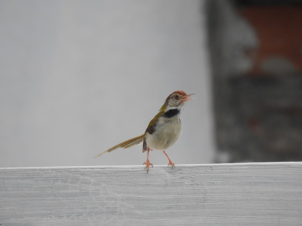 Common Tailorbird - ML623220445