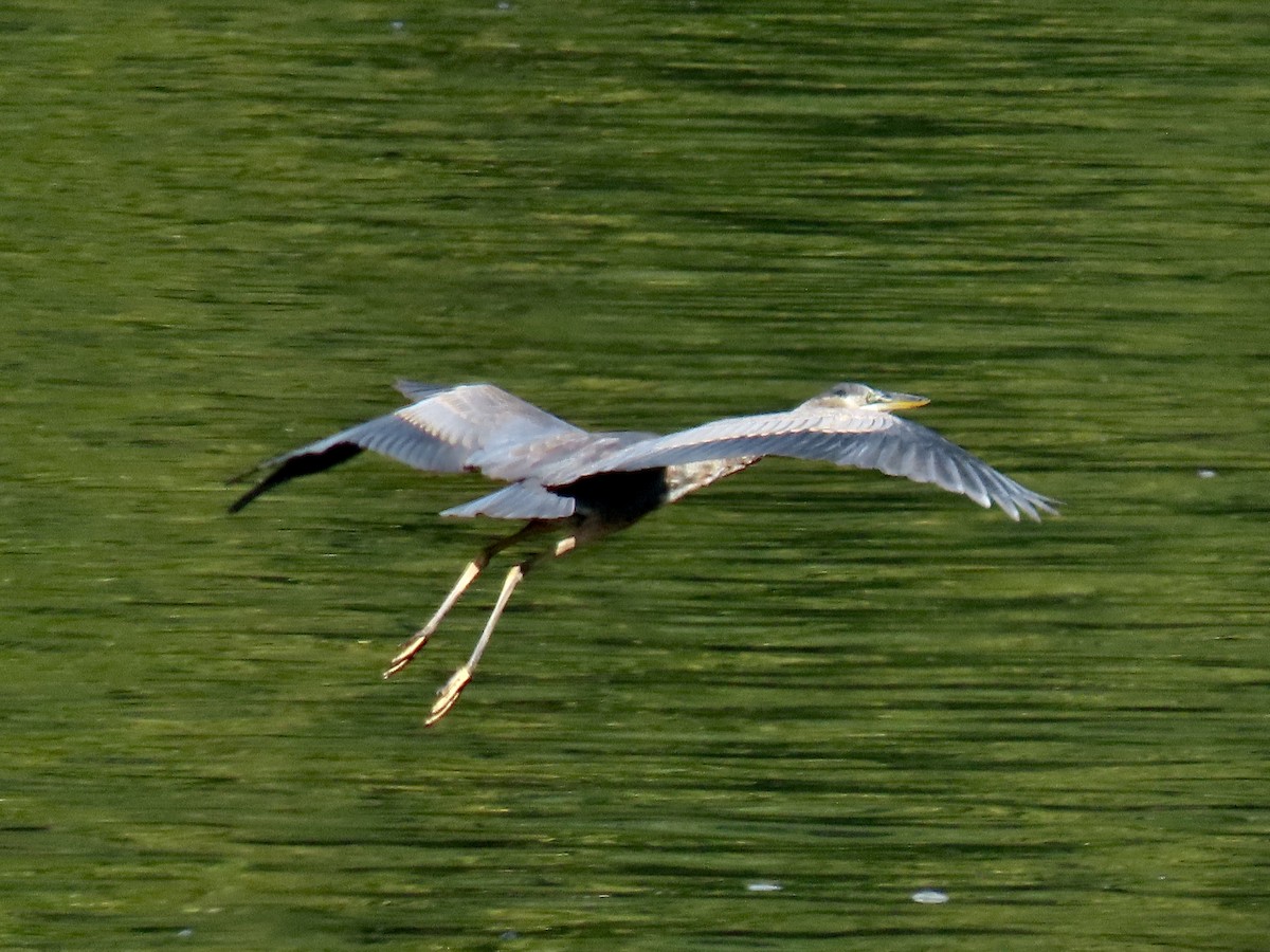 Great Blue Heron - ML623220447