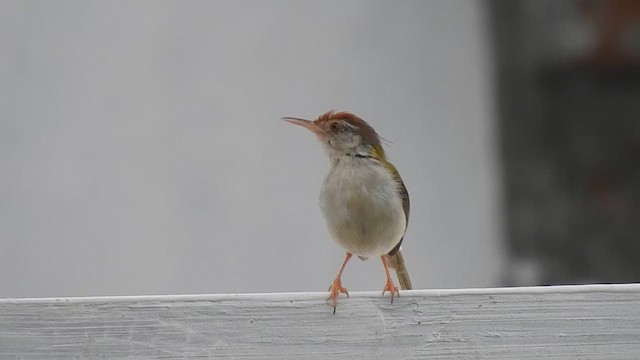 Common Tailorbird - ML623220452