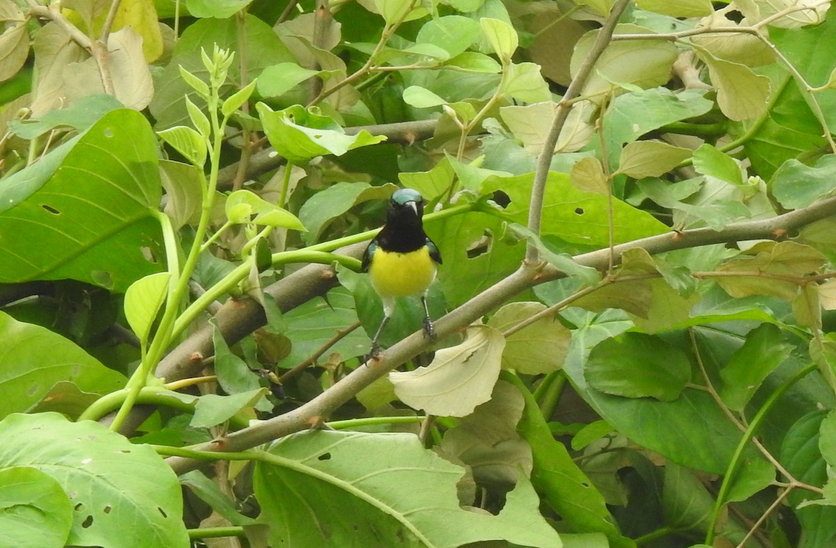 Purple-rumped Sunbird - ML623220486