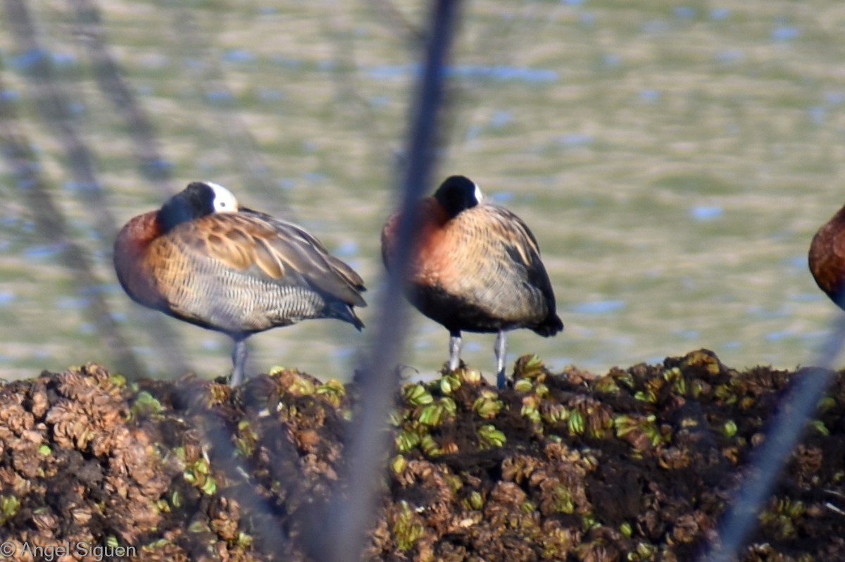 White-faced Whistling-Duck - ML623220489