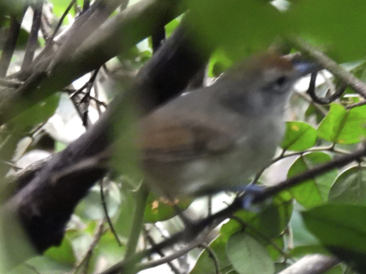 Plain Antvireo - ML623220505