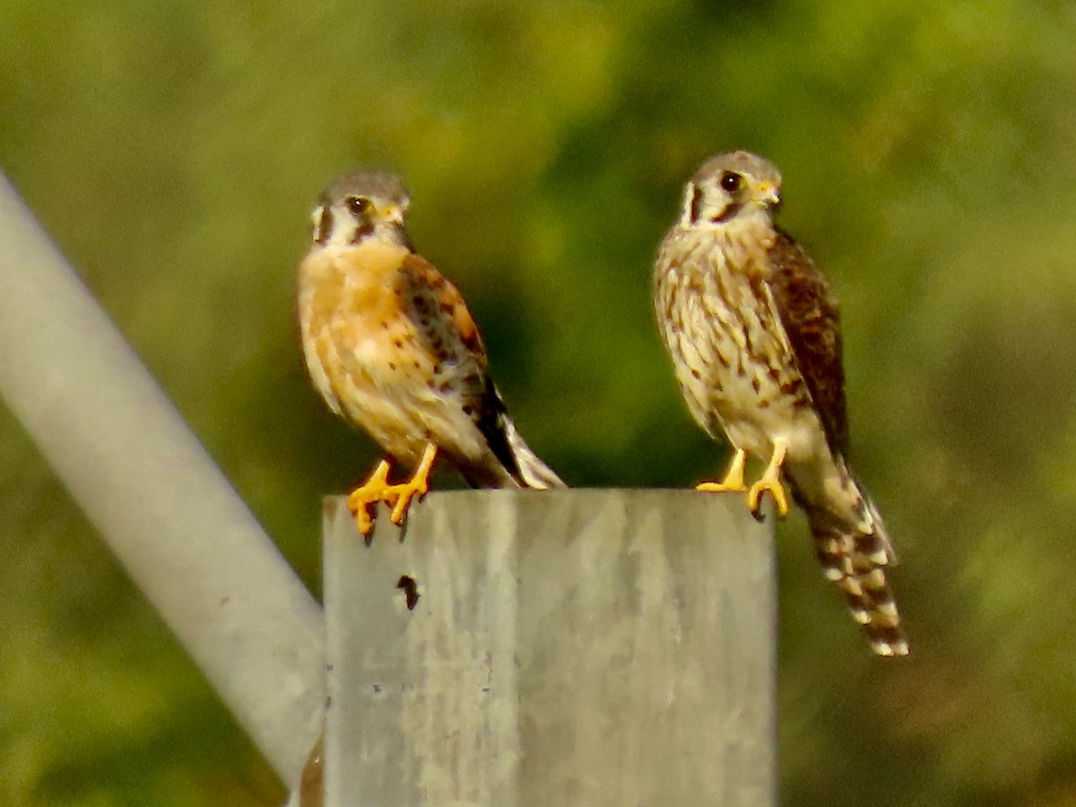 American Kestrel - Richard Gregg