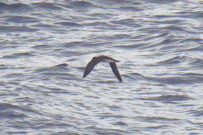 Tahiti Petrel - ML623220518