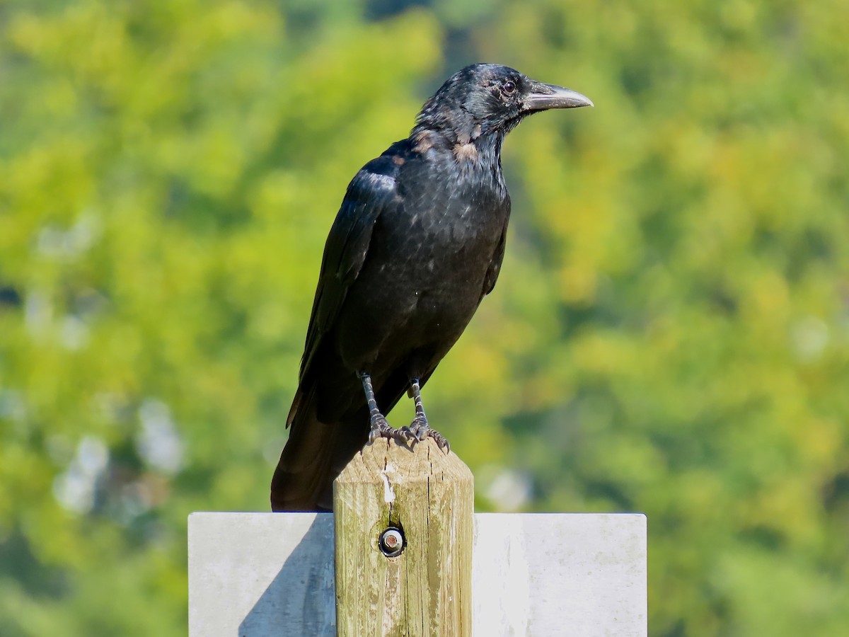 American Crow - ML623220529