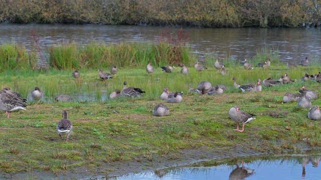 Tundra Bean-Goose - ML623220565