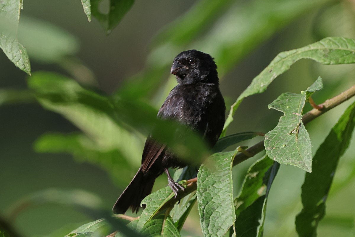 Variable Seedeater - Caleb Villar