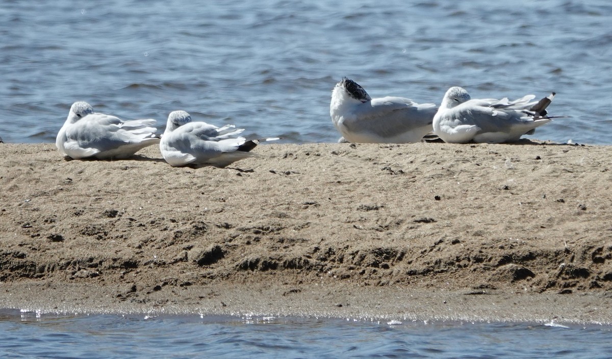 Caspian Tern - ML623220586