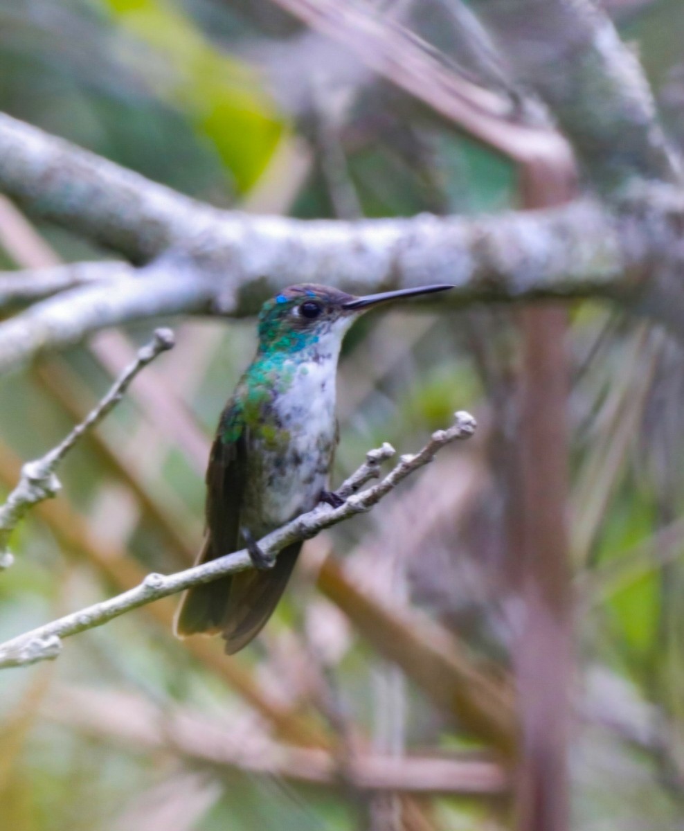 Azure-crowned Hummingbird - ML623220606