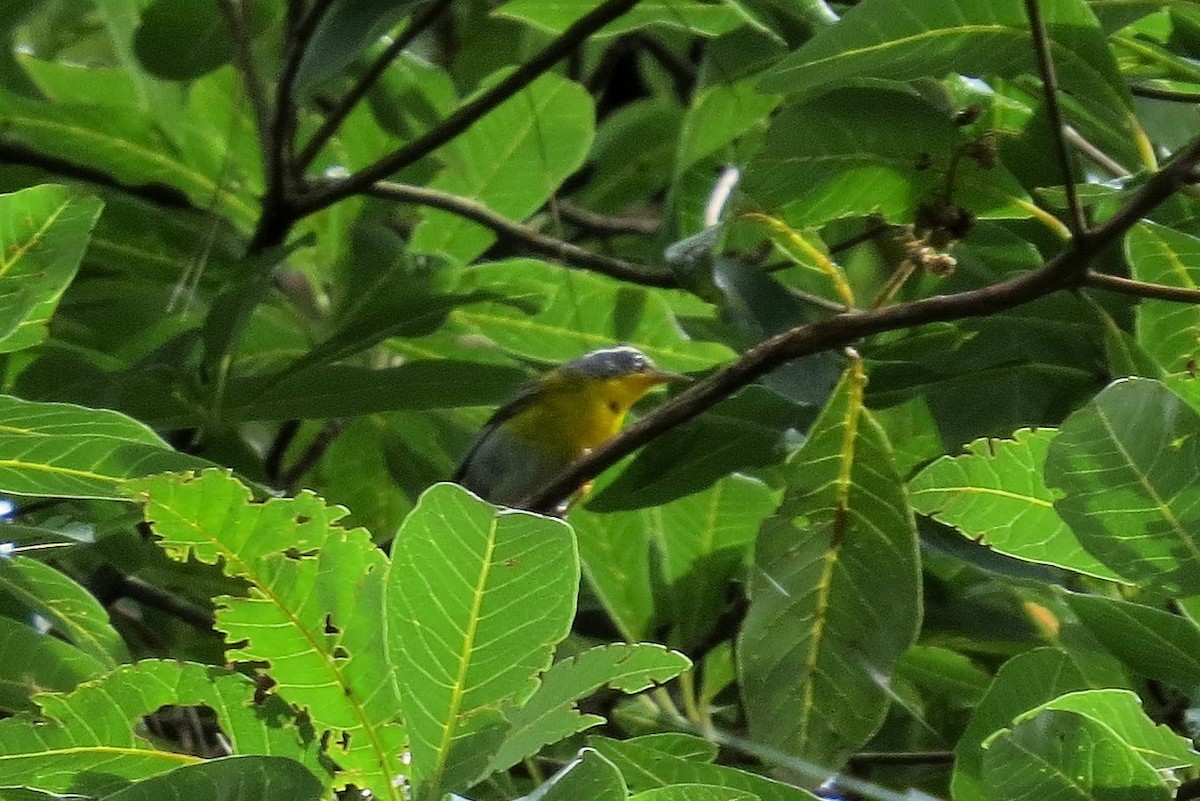 Crescent-chested Warbler - ML62322061