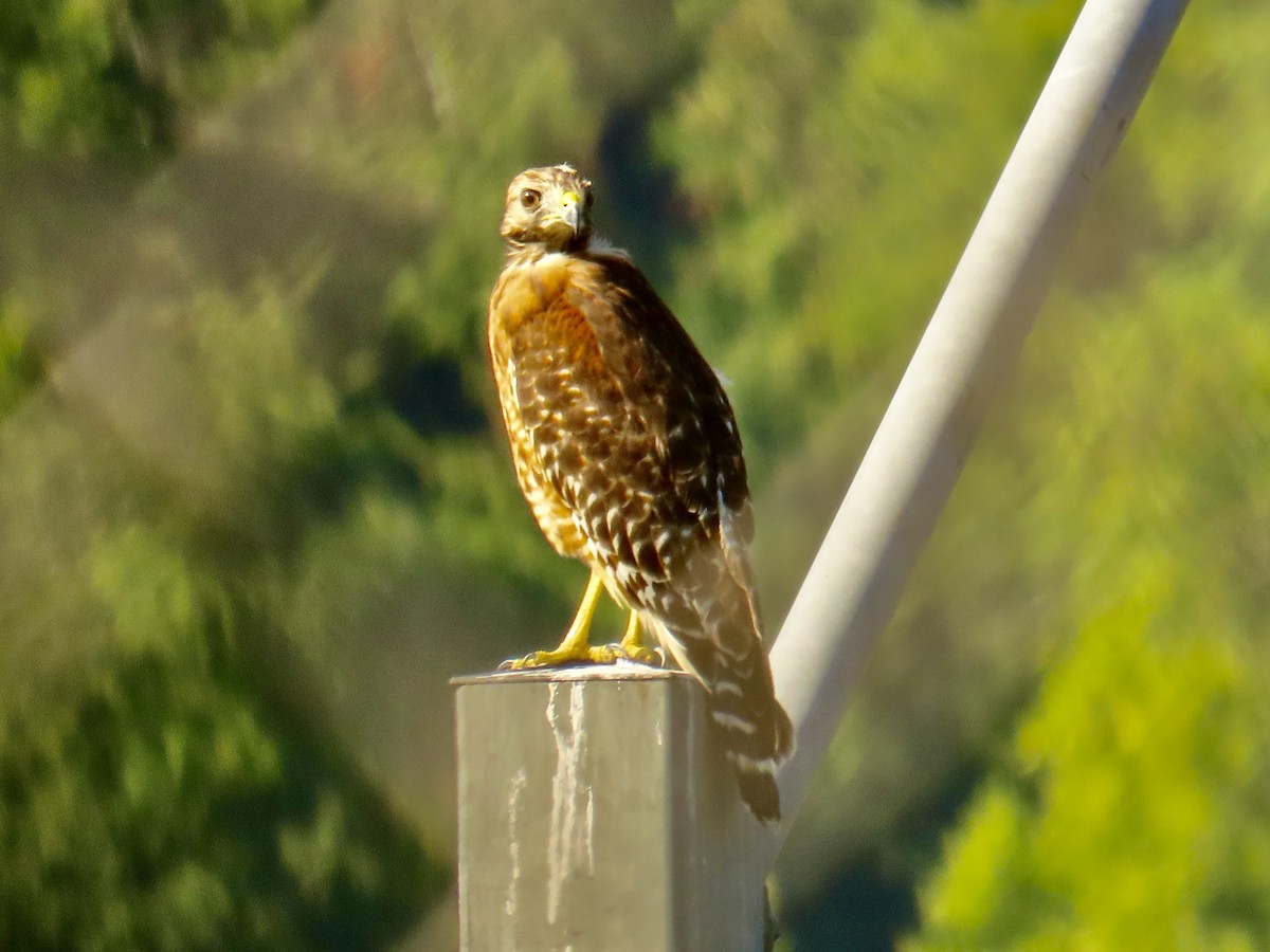 Red-shouldered Hawk - ML623220629