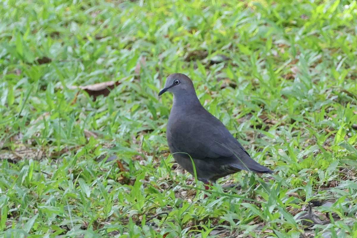 Gray-chested Dove - ML623220637