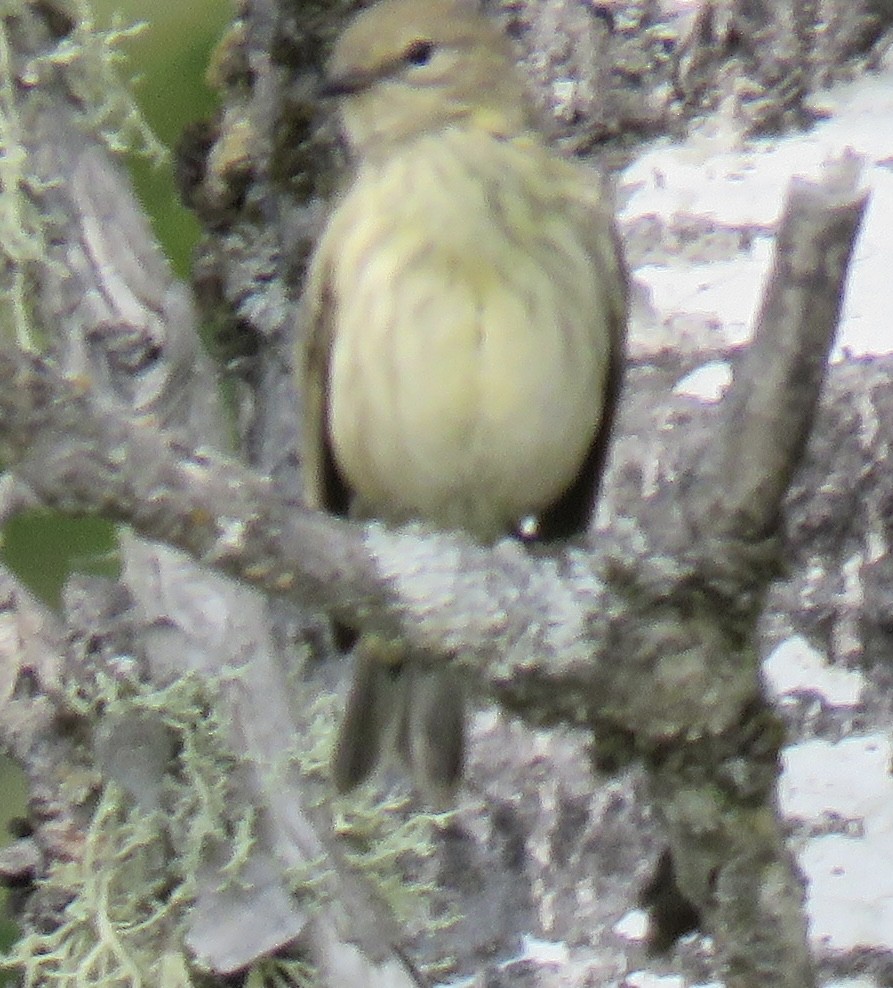 Cape May Warbler - ML623220691