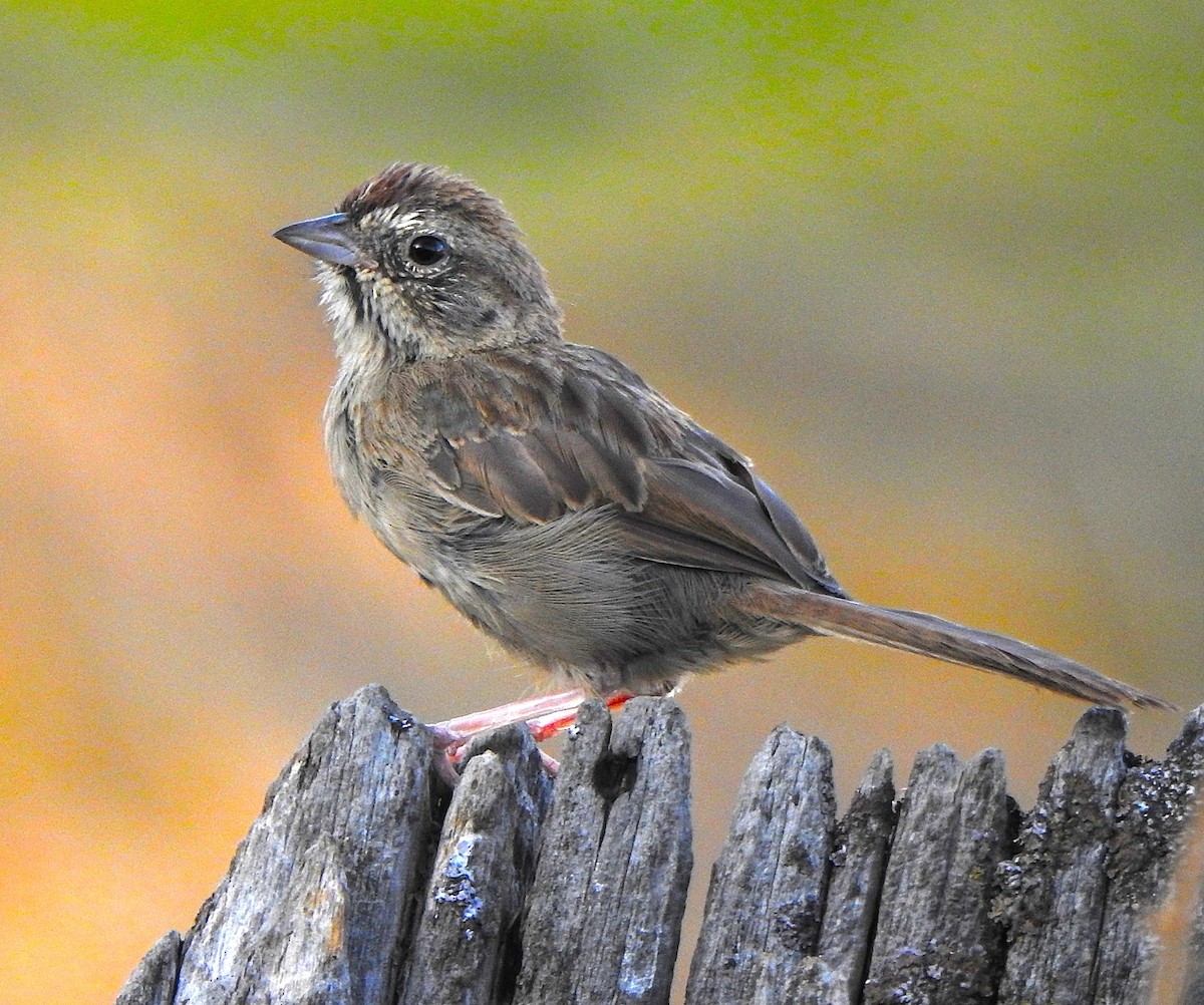 Rufous-crowned Sparrow - ML623220711