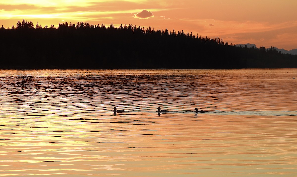 Common Merganser - ML623220738