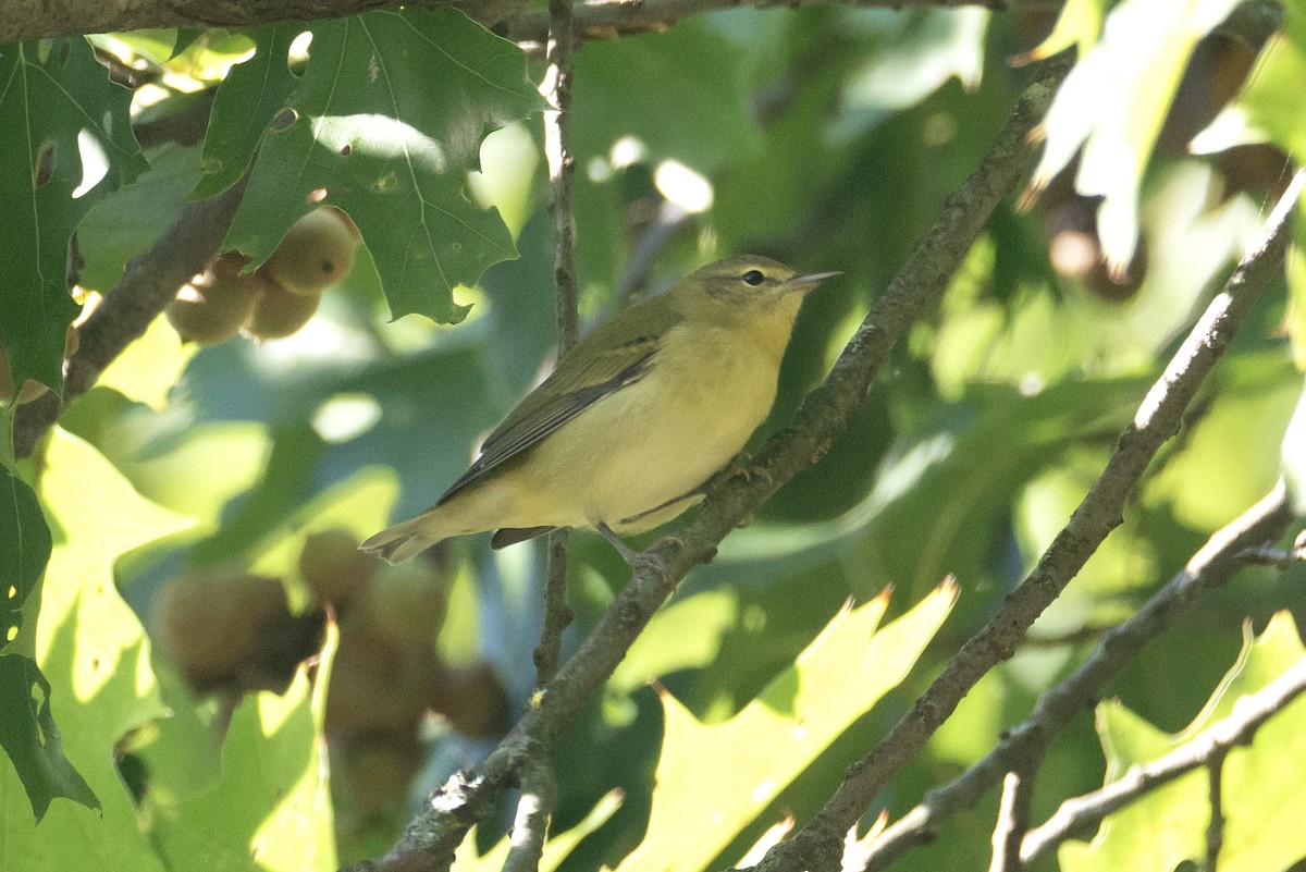 Tennessee Warbler - ML623220765