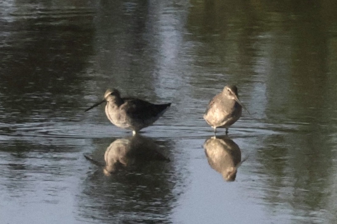 Long-billed Dowitcher - ML623220775