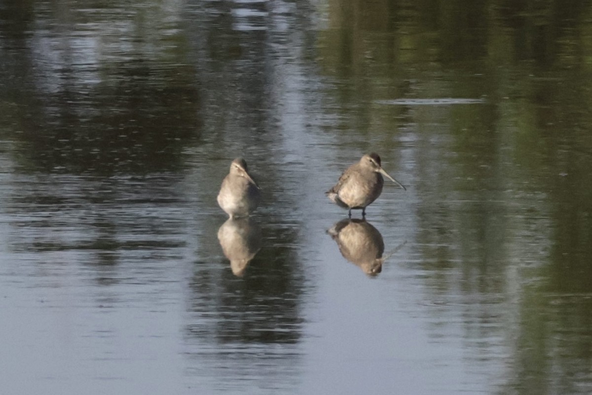 Long-billed Dowitcher - ML623220776