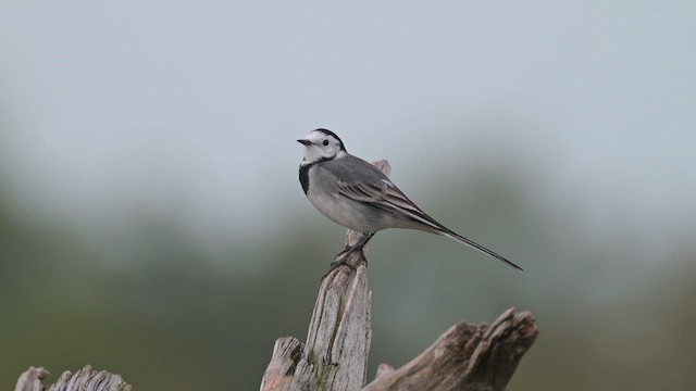 Ak Kuyruksallayan - ML623220815
