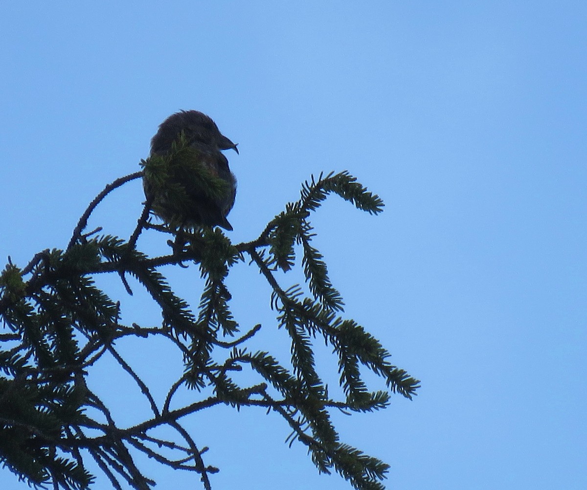 Red Crossbill - ML623220816