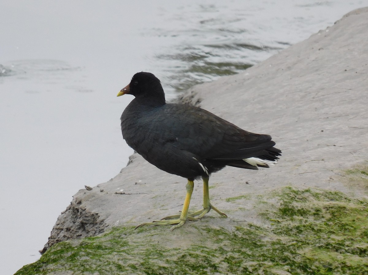 Common Gallinule - ML623220844