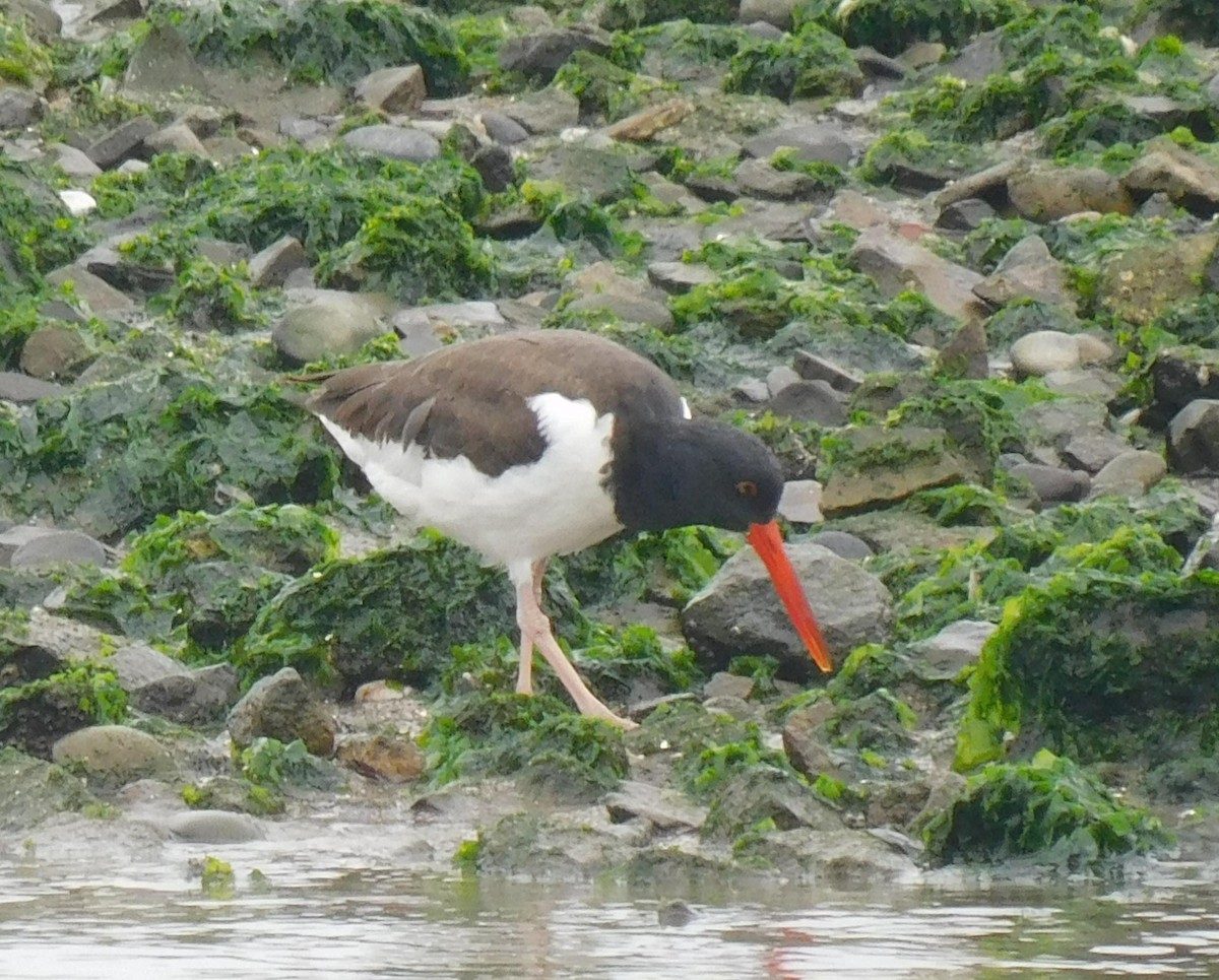 American Oystercatcher - ML623220853