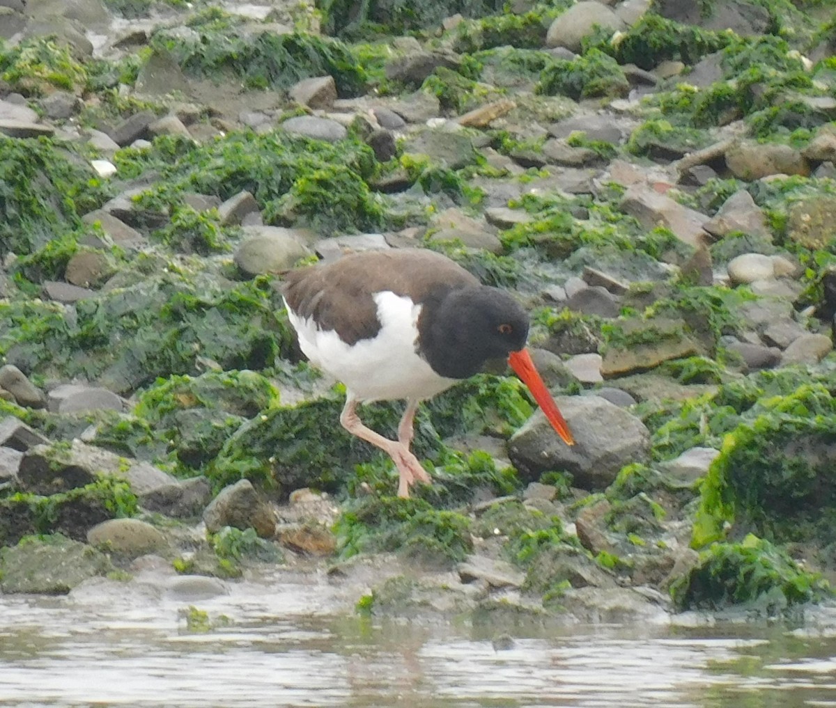 American Oystercatcher - ML623220854