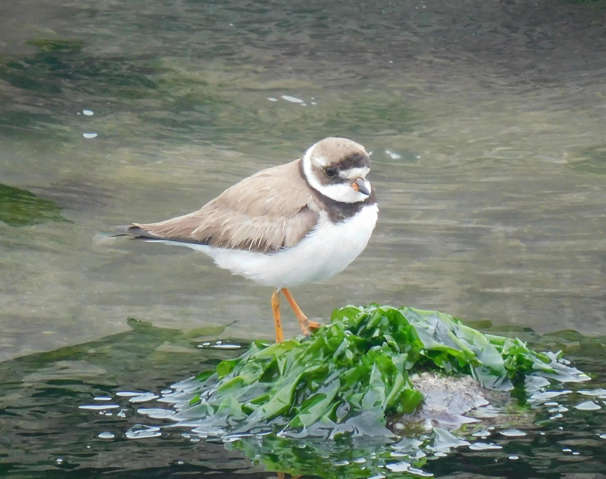 Semipalmated Plover - Luis Manuel Gómez