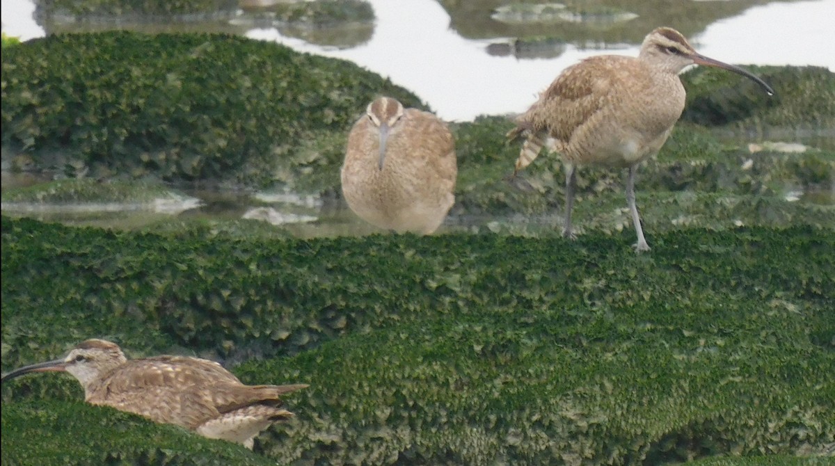 Whimbrel - Luis Manuel Gómez