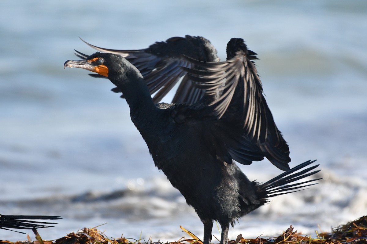 Double-crested Cormorant - ML623220860