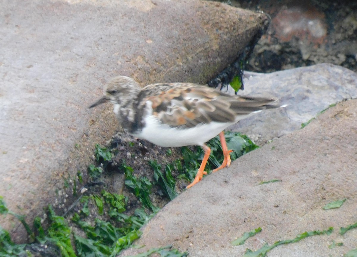 Ruddy Turnstone - ML623220871