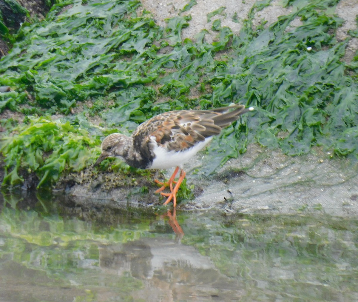 Ruddy Turnstone - ML623220872