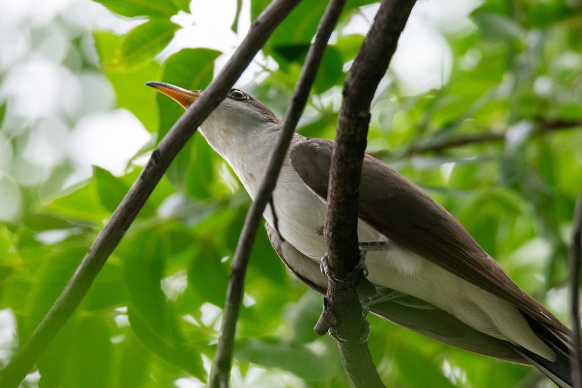 Yellow-billed Cuckoo - ML623220873