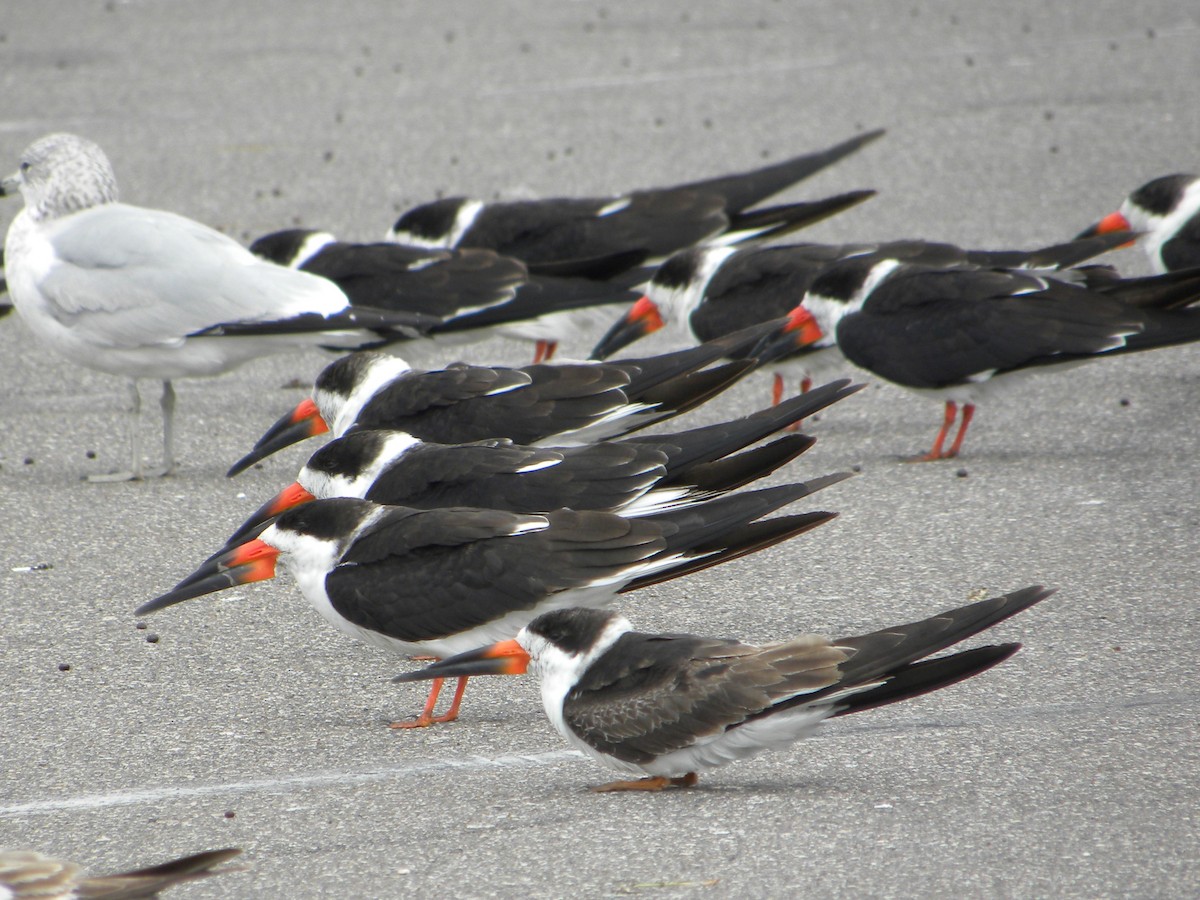 Black Skimmer (niger) - Ed Kwater