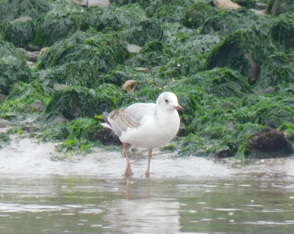 Gray-hooded Gull - ML623220894